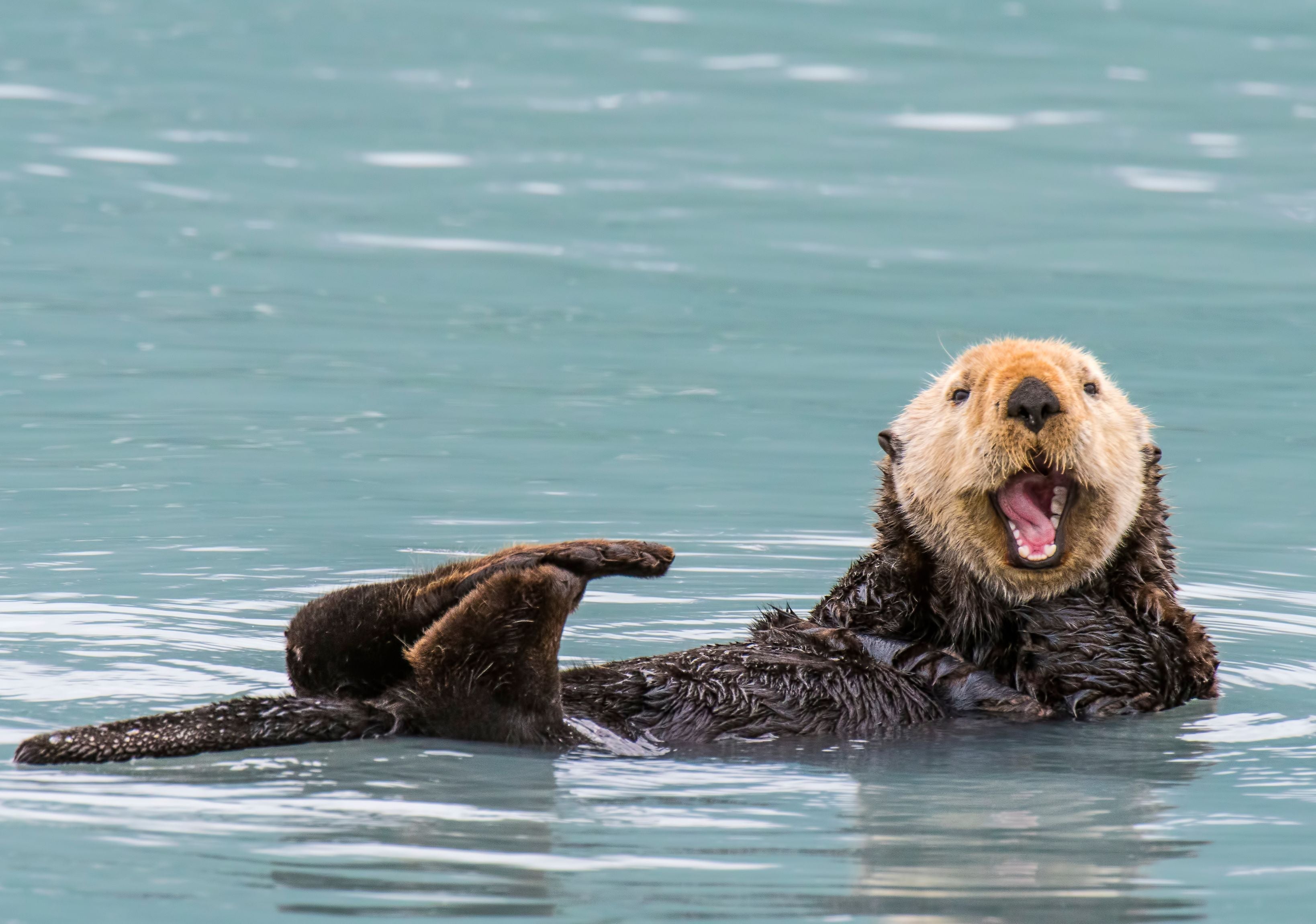 Kelp Forests and Sea Otters: A Symbiotic Relationship